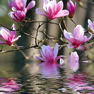 Alternative view of Jane Magnolia Plant Live 6-12 Inch Tall