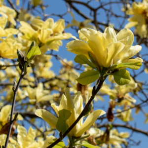 Alternative view of Yellow Bird Magnolia Plant 6-12 Inch Tall