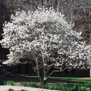 Alternative view of Star Magnolia Plant 6-12 Inch Tall