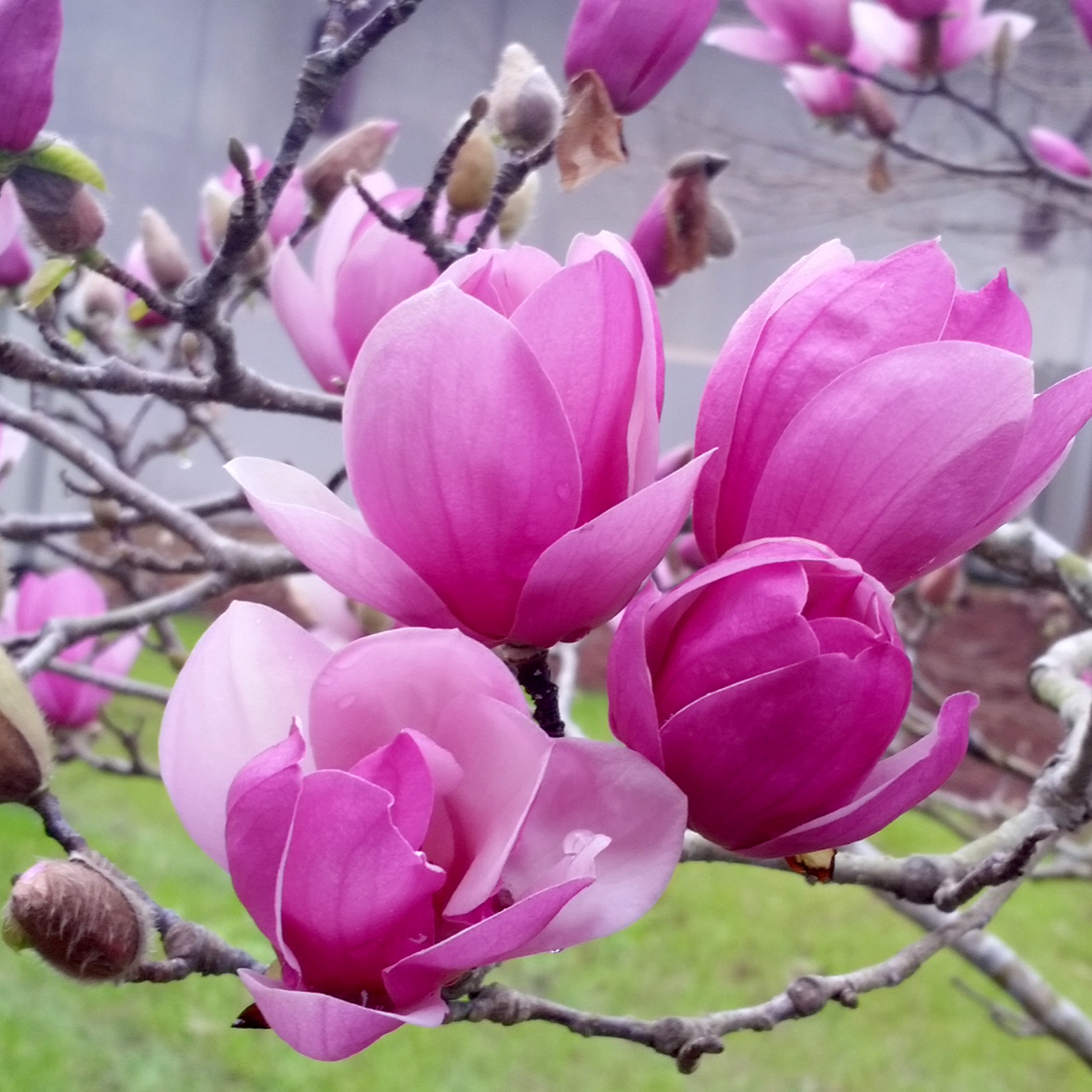 Saucer Magnolia Plant 6-12 Inch Tall - Image 5