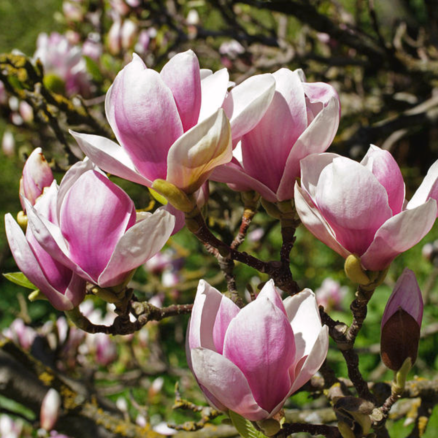 Saucer Magnolia Plant 6-12 Inch Tall - Image 3