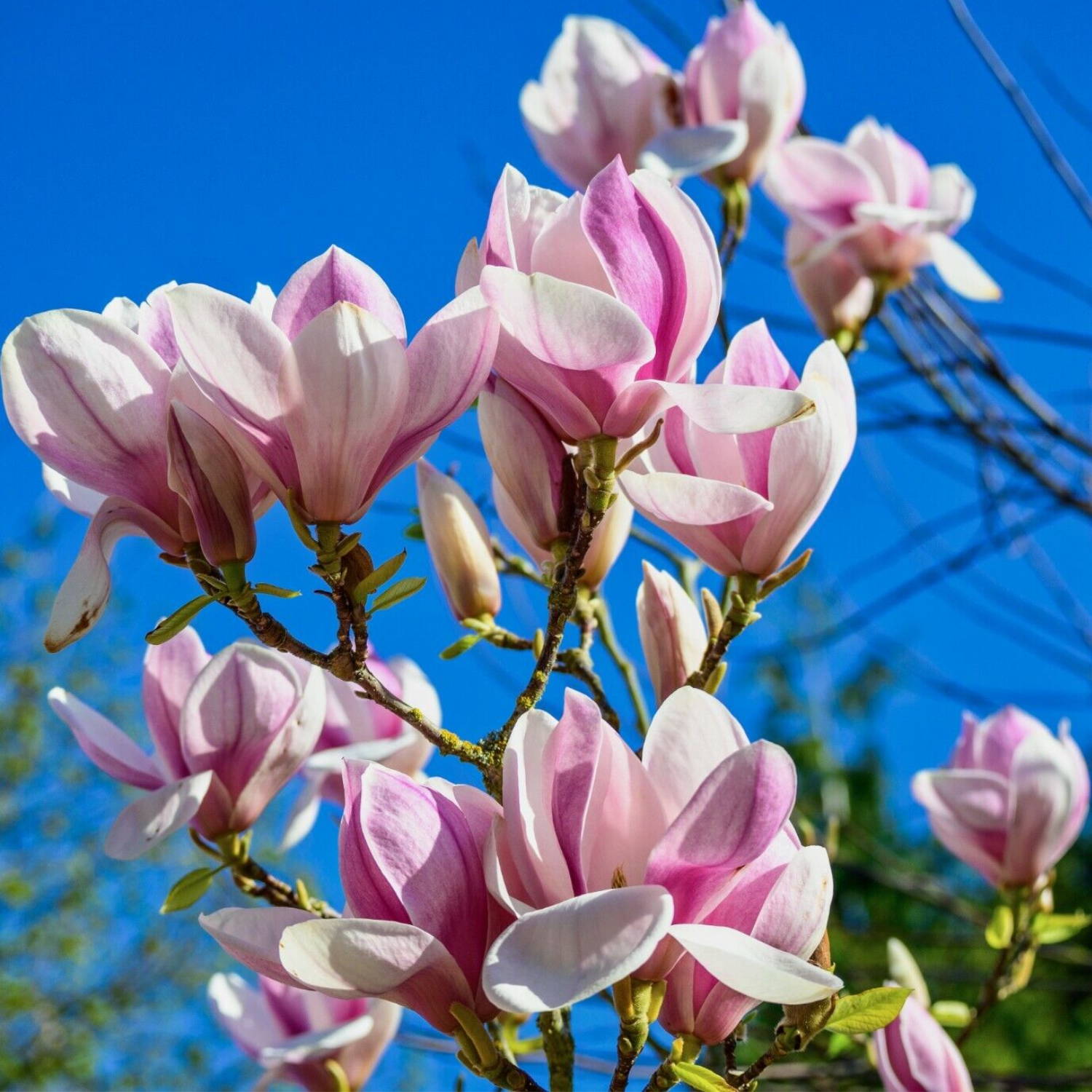 Saucer Magnolia Plant 6-12 Inch Tall - Image 2