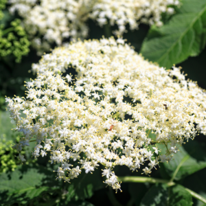 Alternative view of 1 Black American Elderberry Live Plant 6-12 Inch Tall