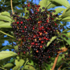 4 Black American Elderberry Trees 6-12 Inch Tall