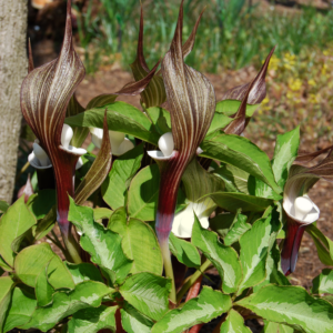 Alternative view of 10 Jack In Pulpit Bulbs For Planting