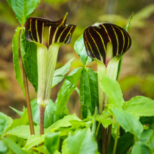 10 Jack In Pulpit Bulbs To Grow