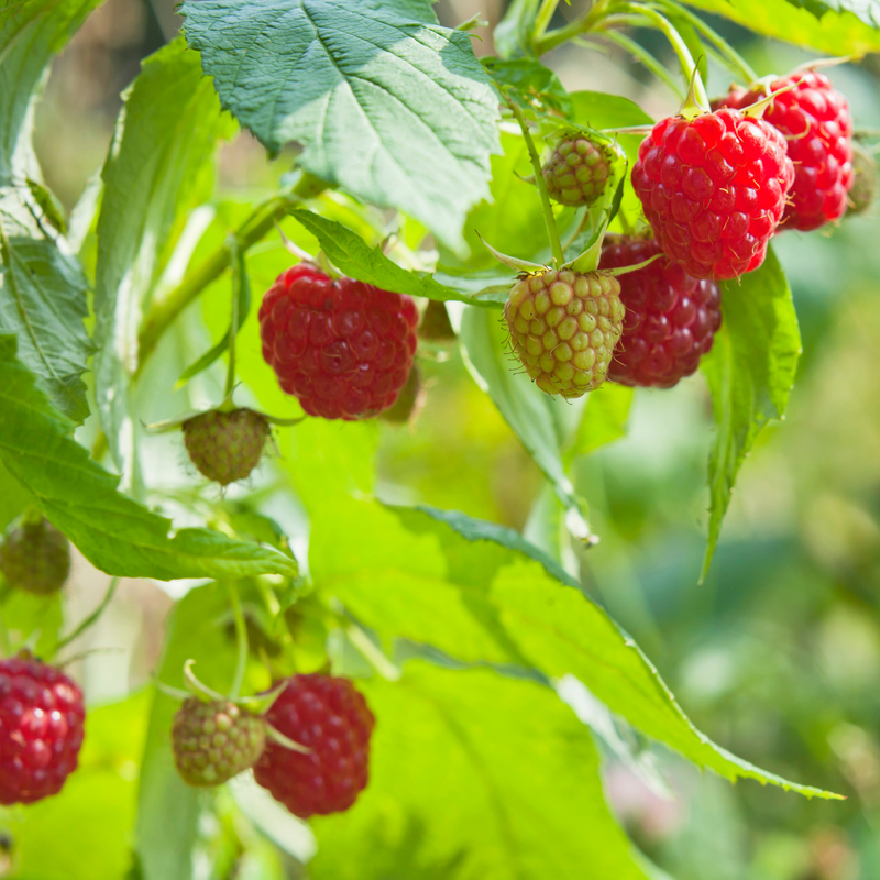 2 Caroline Red Raspberry Plants Live 4-8 Inch Height - Image 3
