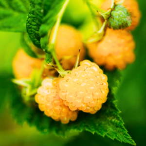 Alternative view of 2 Fall Gold Raspberry Plants Live 4-8 Inch Height