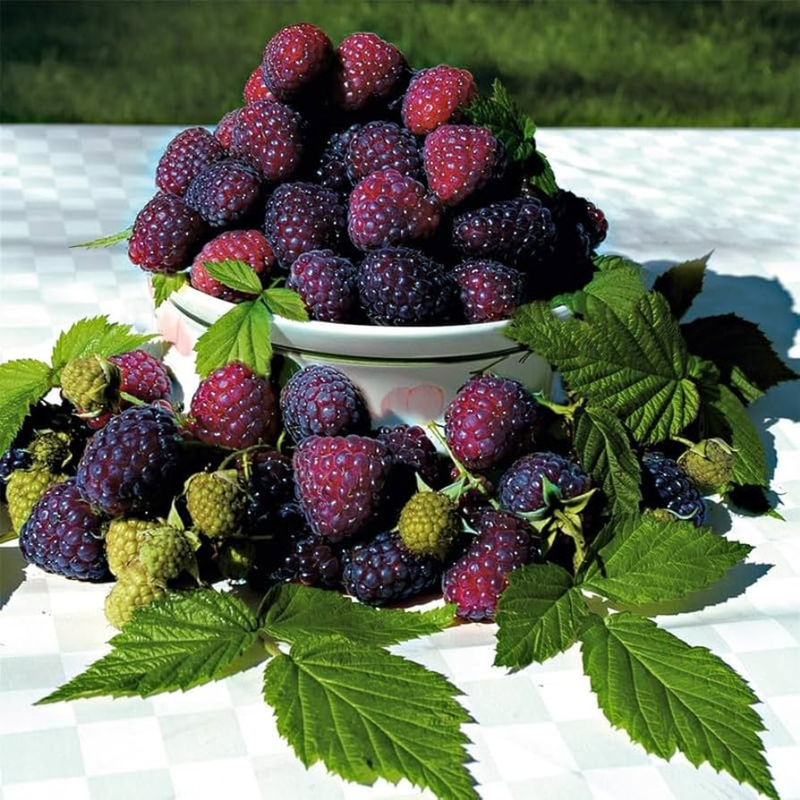 2 Glencoe Raspberry Plants 4-8 Inch Tall - Image 5