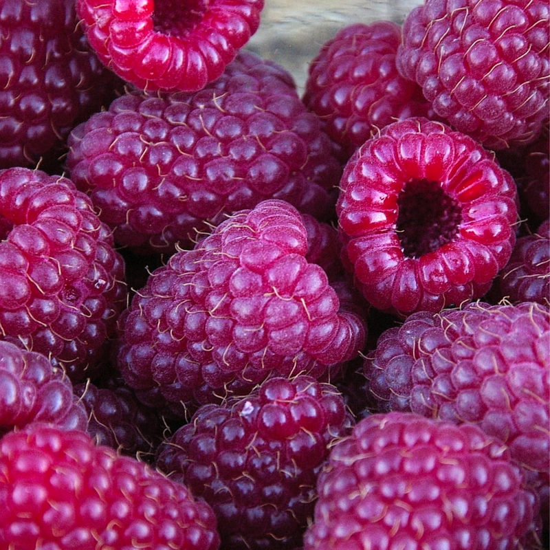 2 Glencoe Raspberry Plants 4-8 Inch Tall - Image 4