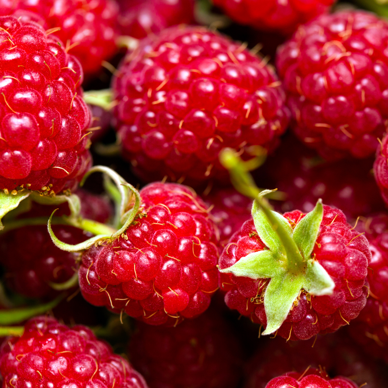 2 Caroline Red Raspberry Plants 4-8 Inch Tall - Image 4