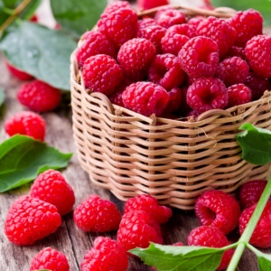 Alternative view of 2 Caroline Red Raspberry Plants 4-8 Inch Tall