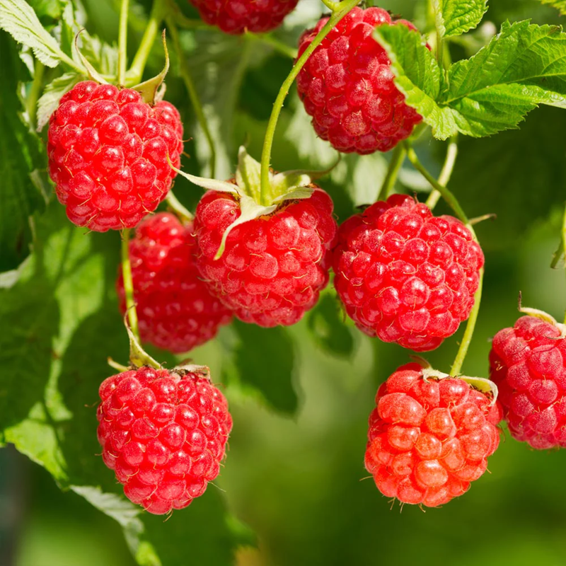 2 Caroline Red Raspberry Plants 4-8 Inch Tall