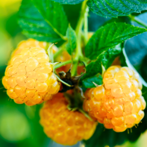 Alternative view of 2 Fall Gold Raspberry Plants 4-8 Inch Tall