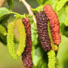 Pakistan Mulberry Plant 6-8 Inc Tall