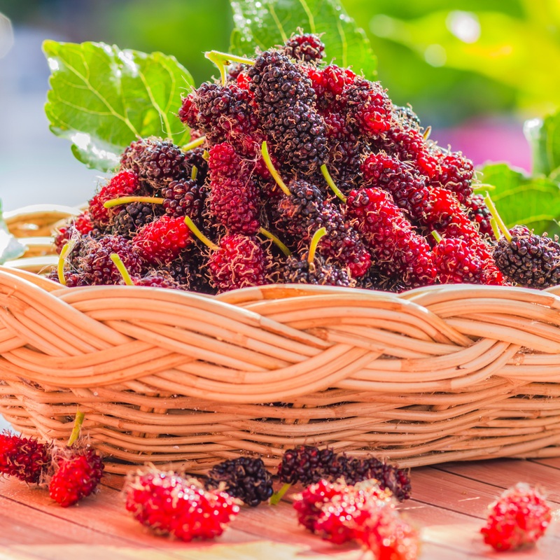 Red Mulberry Plant 5-8 Inc Tall - Image 5