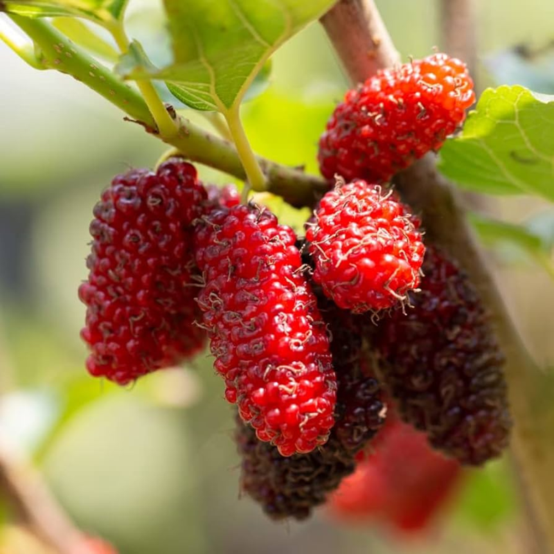 Red Mulberry Plant 5-8 Inc Tall - Image 3