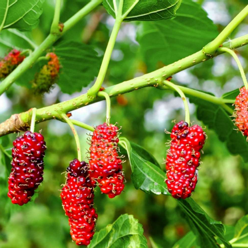 Red Mulberry Plant 5-8 Inc Tall