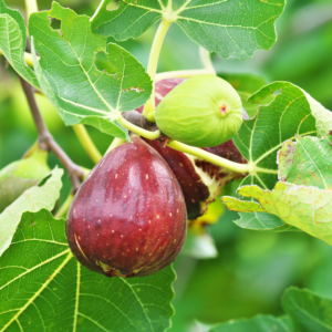 Fig Plant 4-8 Inc Height