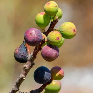 Alternative view of Chicago Hardy Fig Plant 4-8 Inc