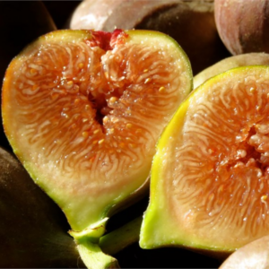 Alternative view of Olympian Fig Plant 4-8 Inc