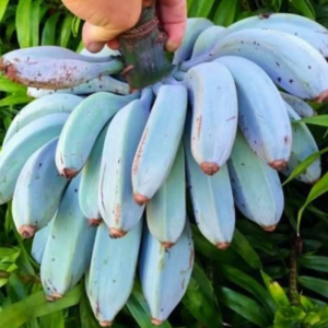 1 Blue Java Banana, Ice Cream Banana Plant 4-8 Inc