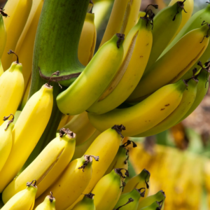 Alternative view of 2 Grand Nain Banana Plants 4-8 Inc