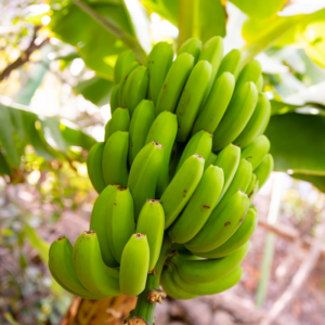 2 Grand Nain Banana Plants 4-8 Inc