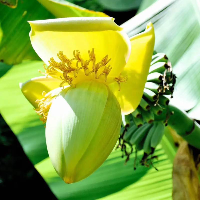 Musa Basjoo Banana Tree 4-8 Inc - Image 2