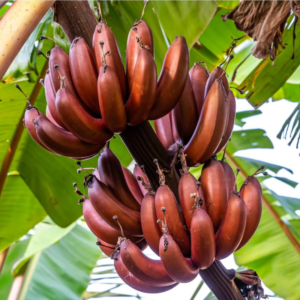 Alternative view of Red Banana Tree 4-8 Inc