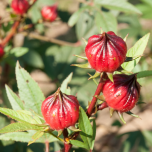 Red Roselle Hibiscus Live Plant, Sorrel Jamaica Plant In 4 Inch Pot, 6-12 Inch Tall