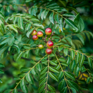 Alternative view of Curry Leaf Plant Murraya Koenigii 5-9 Inc, 4 Inc Pot