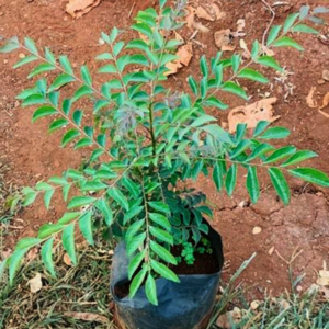 Alternative view of 3 Curry Leaf Plants Live 5-9 Inc, 4 Inc Pot (Murraya Koenigii)