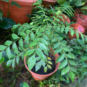 Alternative view of 2 Curry Leaf Plants Live 5-9 Inc, 4 Inc Pot (Murraya Koenigii)