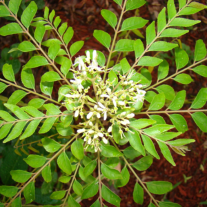 2 Curry Leaf Plants Live 5-9 Inc, 4 Inc Pot (Murraya Koenigii)