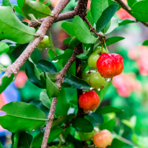 Barbados Cherry Tree Live Plant Acerola 5-8 Inch