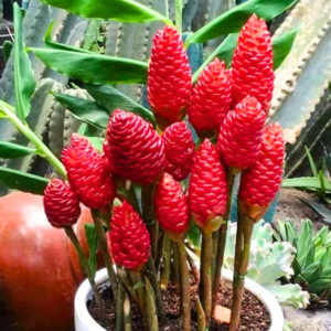 Shampoo Ginger Plant, Red Top Ginger, 5-9" Tall, No Pot
