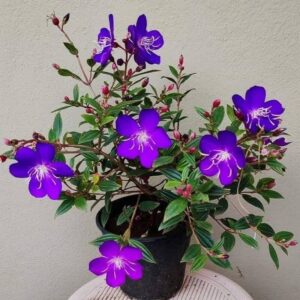 Alternative view of Tibouchina Urvilleana Live Plant