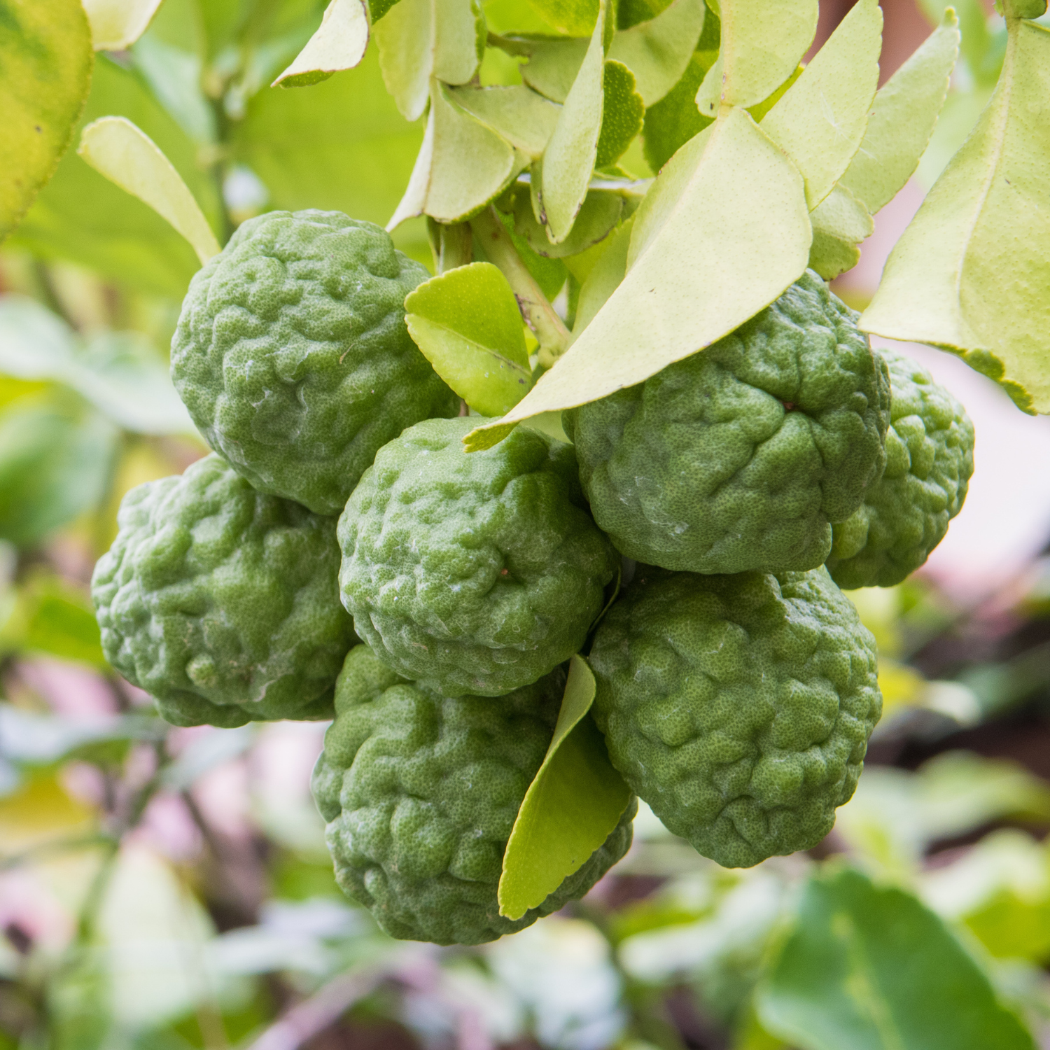 Kaffir Lime Tree 1/2 Gallon Potted, From 3 Feet Tall For Planting - Image 3