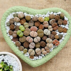Mixed Lithops Living Stones Succulents - Succulent Lithops in Heart-Shaped Planter