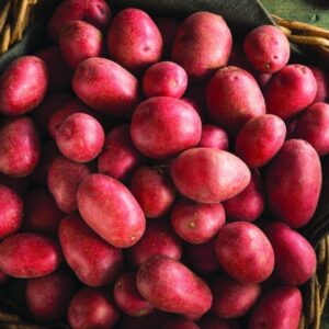 Red Seed Potatoes for Planting, Fresh Heirloom and Non GMO Potato Seeds, Potato Tuber, 2 Pound