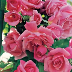 2 Blossom Time Rose Climbing