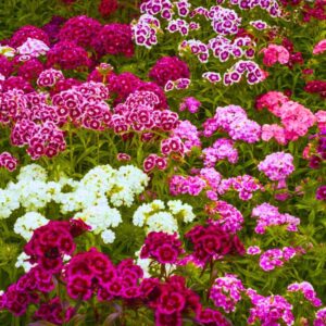Set 10 Dianthus Mixed Dwarf and Tall, Mixed Colors
