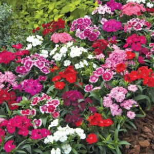 Alternative view of Set 10 Dianthus Mixed Dwarf and Tall, Mixed Colors