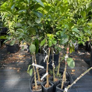 Alternative view of Red Ruby Grapefruit (Grafted) 2-4Ft Tall