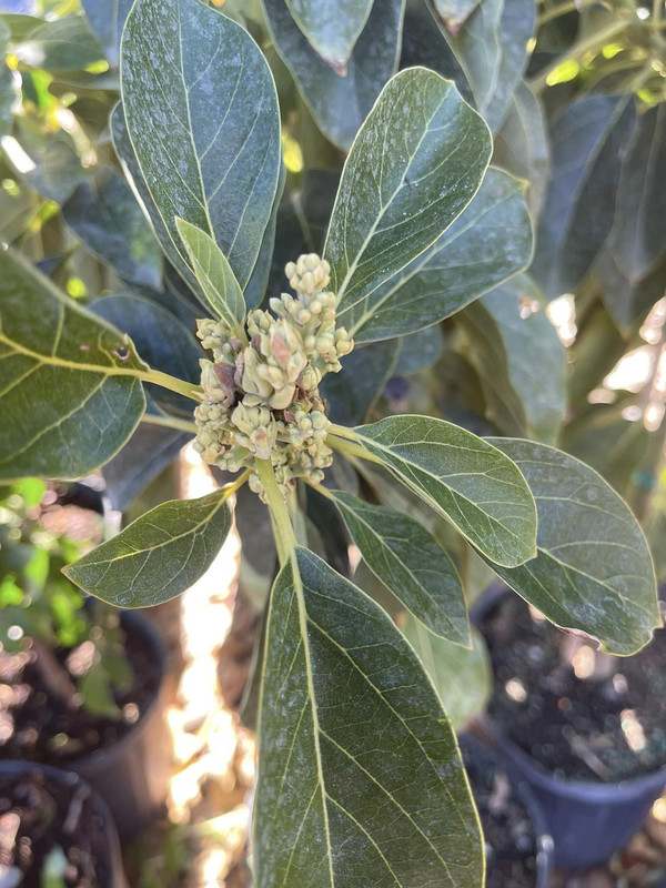 Pancho Avocado Tree Grafted 2-3Ft Tall Cold Hardy 15F - Image 4