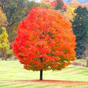 Japanese Maple Tree - 1 to 2 Ft Tall - Acer palmatum
