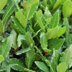 Alternative view of Bay Leaf, 8 to 10 Inch Tall in Pot