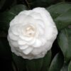 White Camellia Plant Live, 6 to 12 Inch Tall in Pot