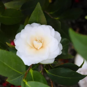 Alternative view of White Camellia Plant Live, 6 to 12 Inch Tall in Pot